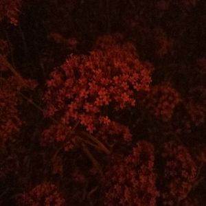 国产成人三级网址
